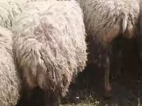 أغنام (دفعة، الجنس غير محدد), الأغنام — الصورة 4