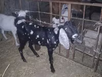تيس, Beetal goats — الصورة 7