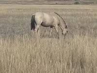 Кобила, Mugalzhar horse — фото 5