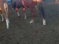 Aygʻir, Kazakh horse — 2-rasm