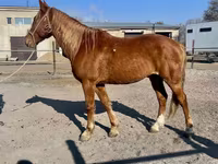 حصان, Kustanai horse — الصورة 7