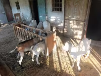 عنزة, Saanen goat — الصورة 5