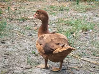 Ducks — foto 2