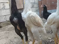 Chickens — الصورة 3