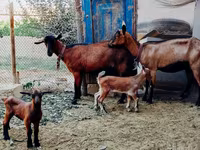 Echkilar (partiya, jinsi ko‘rsatilmagan), Alpine goat — 1-rasm
