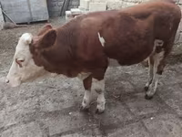 Kuh, Simmental cattle — Foto 4