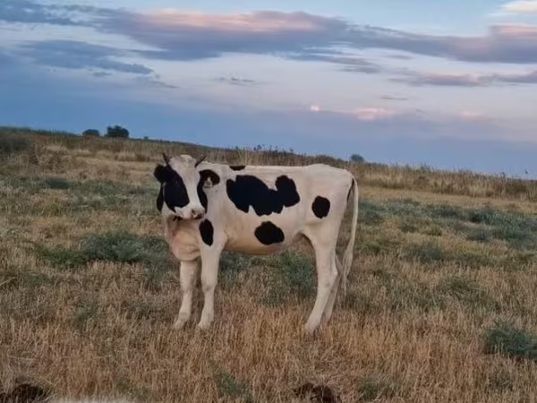 母牛, Holstein breed