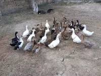Deutscher Pekin — Foto 8