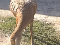 Schaf, Arashan sheep — Foto 6