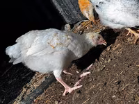 Chickens — الصورة 5