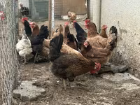 Chickens — Foto 2