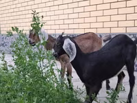 Ziege, Nubian Goat — Foto 3