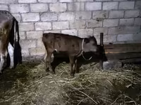 Vaca, Ganado vacuno — foto 3