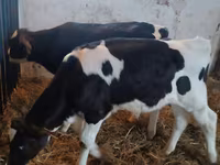 Bulle, Russian Black pied cattle — Foto 1