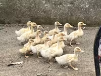 American Pekin — Foto 1
