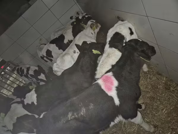 ثور, Simmental cattle
