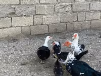 مولارد — الصورة 3