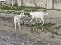 母山羊, Goats — 照片 8