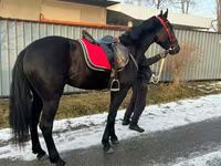 Madyan, Orlov Trotter — foto 3