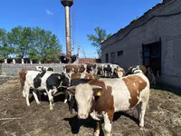 Buğa, Simmental cattle — foto 4