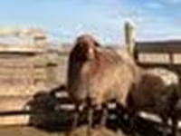 Oveja, Kazakh fat-tailed coarsewool sheep — foto 3