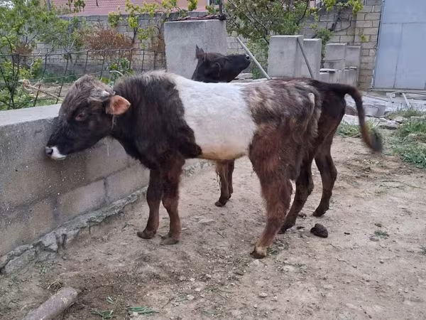 Bull, Cattle