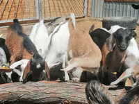 Cabra, Alpine goat — foto 1