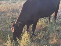गाय, मवेशी — फ़ोटो 4