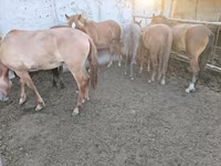 Бие, Horse breed — 3-сурет
