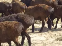Ram, Sheep — photo 4