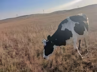 Kuh, Russian Black pied cattle — Foto 2