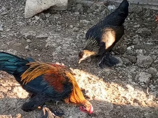 Chickens