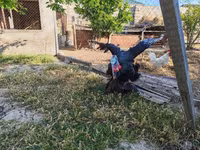أبيض عريض الصدر — الصورة 1