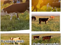 Qoramol (partiya, jinsi ko‘rsatilmagan), Simmental cattle — 1-rasm