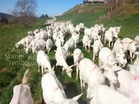 عنزة, Saanen goat — الصورة 2