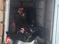 Chickens — الصورة 2