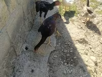 Chickens — फ़ोटो 2