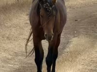 At, Kazakh horse — foto 2