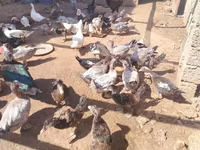Ducks — फ़ोटो 2