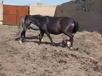 Кобила, Horse breed — фото 3