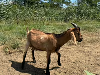 Ziegenbock, Nubian Goat — Foto 2
