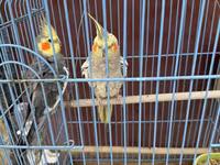 Nimfa (Cockatiel) cütlüyü + qəfəs - Növ: Nimfa papağanı (Cockatiel) — الصورة 5