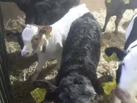 ІҚМ (топ, жынысы көрсетілмеген), Simmental cattle — 2-сурет