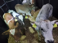 Buğa, Simmental cattle — foto 2