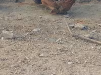 Ducks — Foto 1