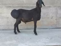 मेढ़ा, Hissar sheep — फ़ोटो 3