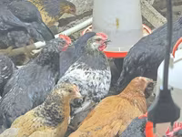 Chickens — 8-rasm
