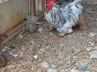 Chickens — Foto 2