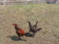 Chickens — الصورة 3
