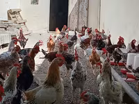Chickens — foto 3
